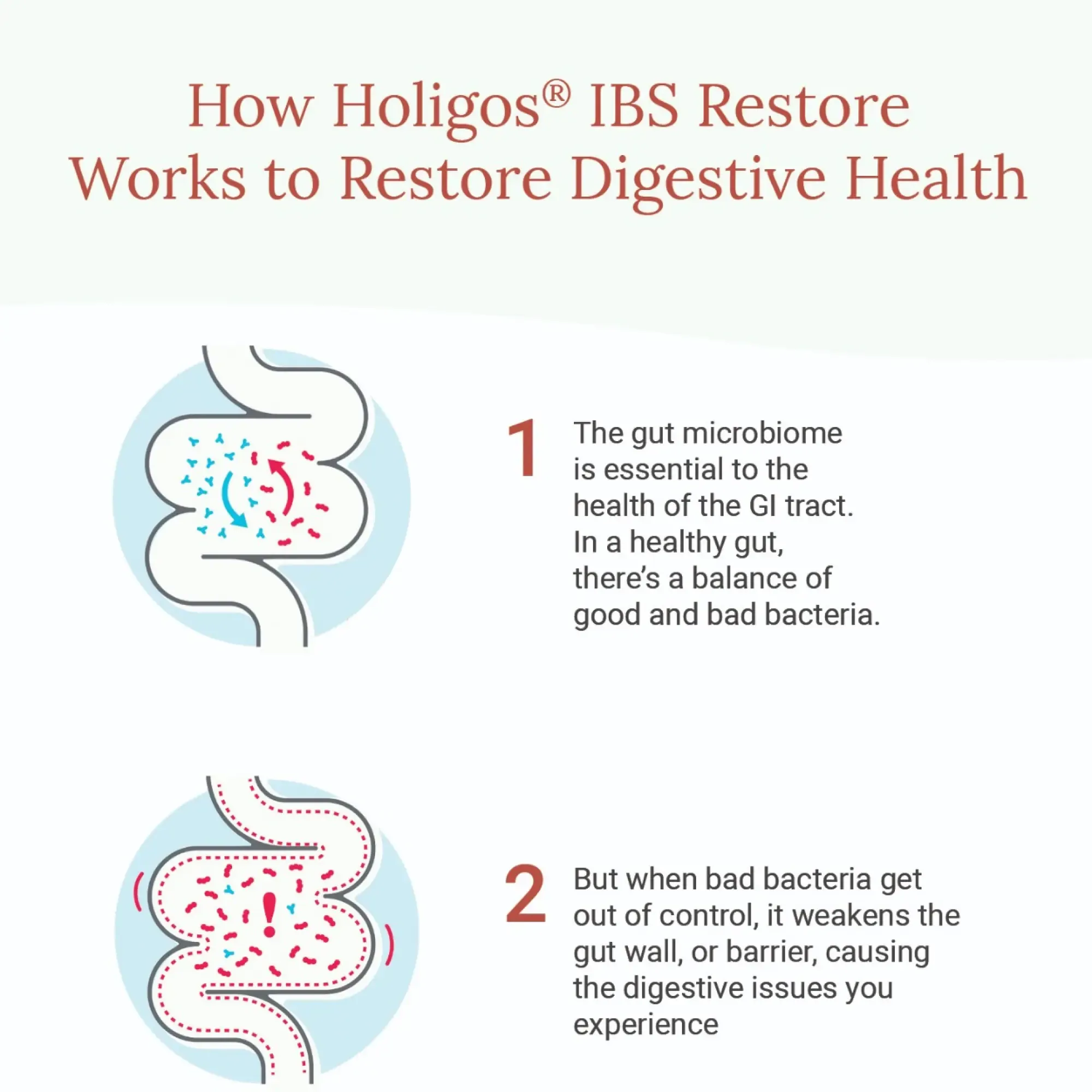 Holigos infographic on how IBS Restore works, with gut illustrations for steps 1 and 2
