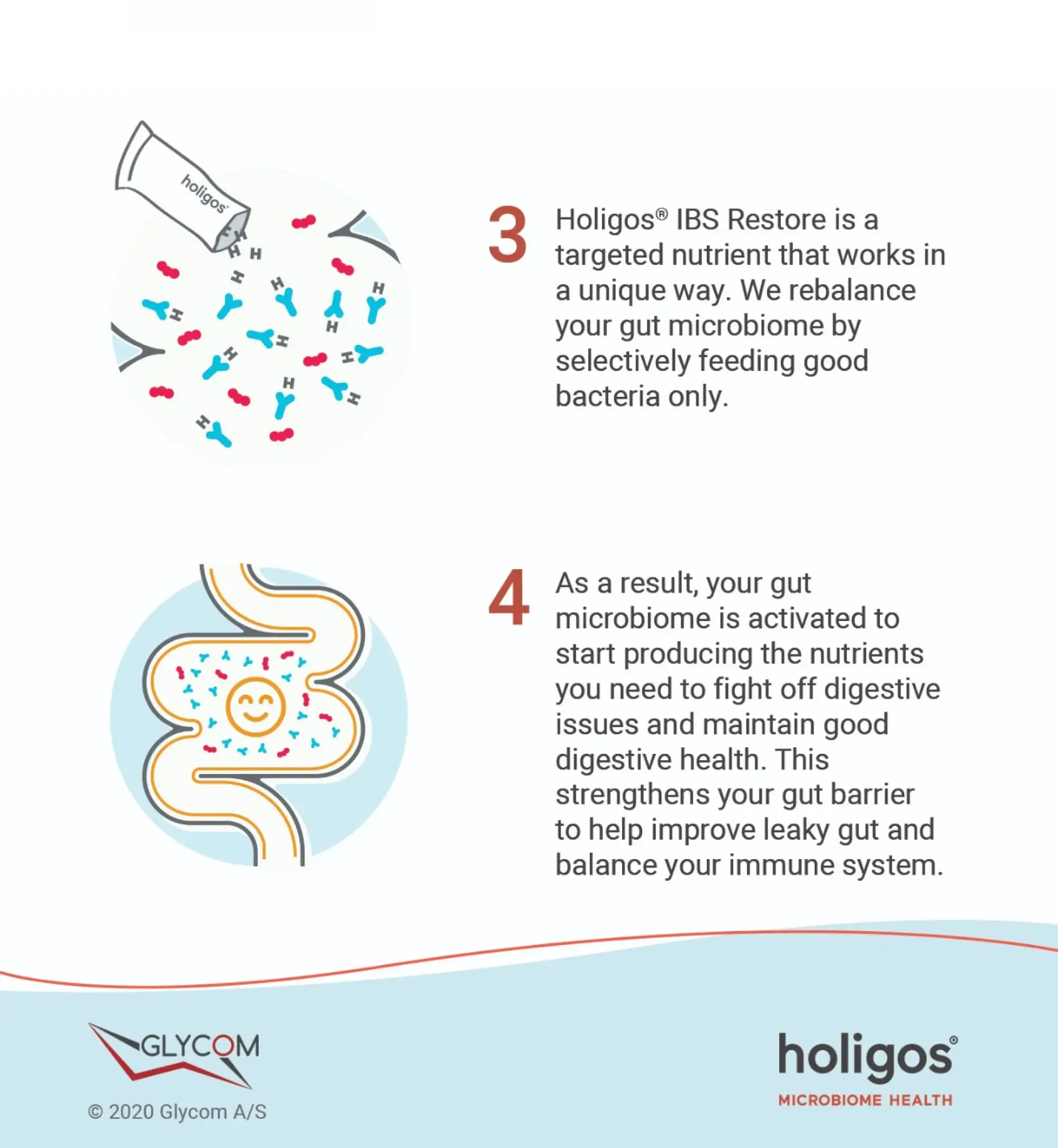 Holigos infographic steps 3 and 4 with gut bacteria illustrations and Glycom and Holigos logos